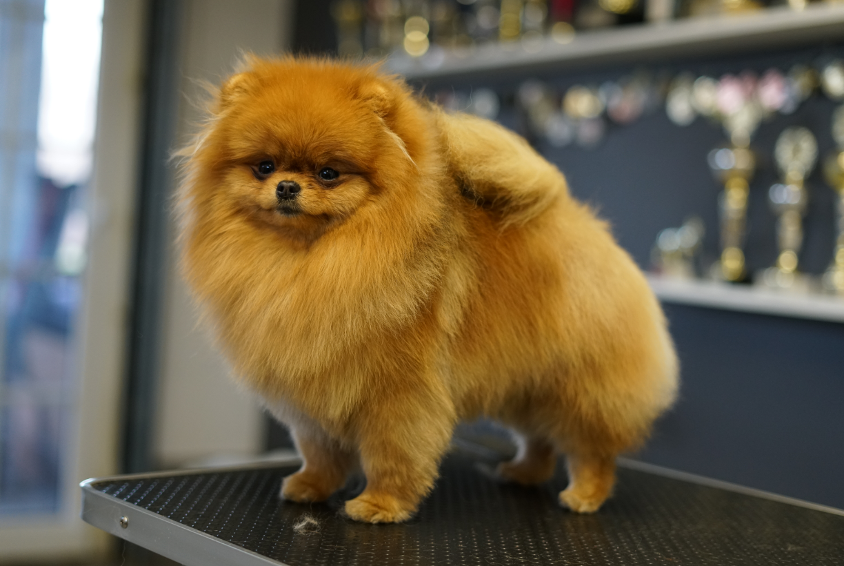 PO