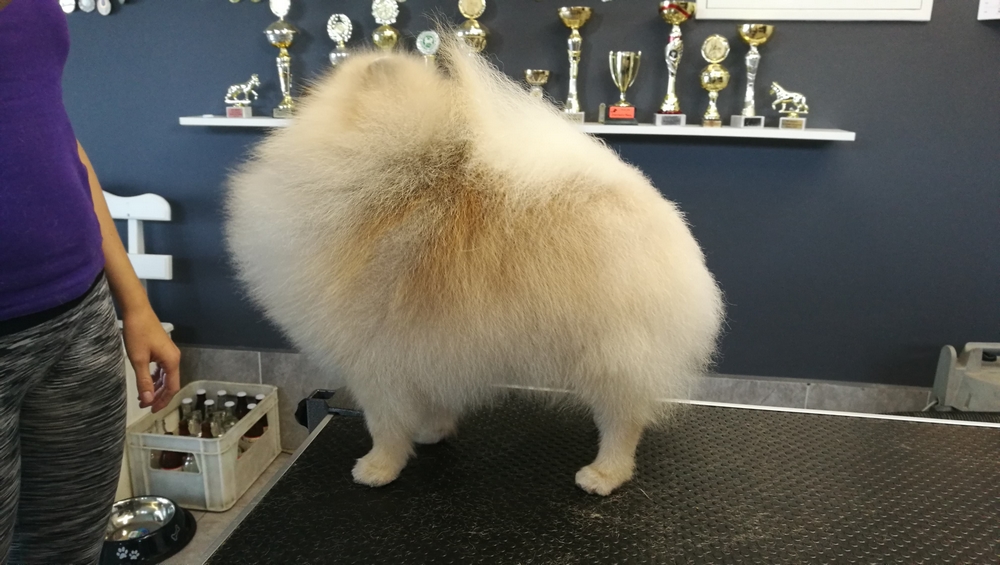 PO