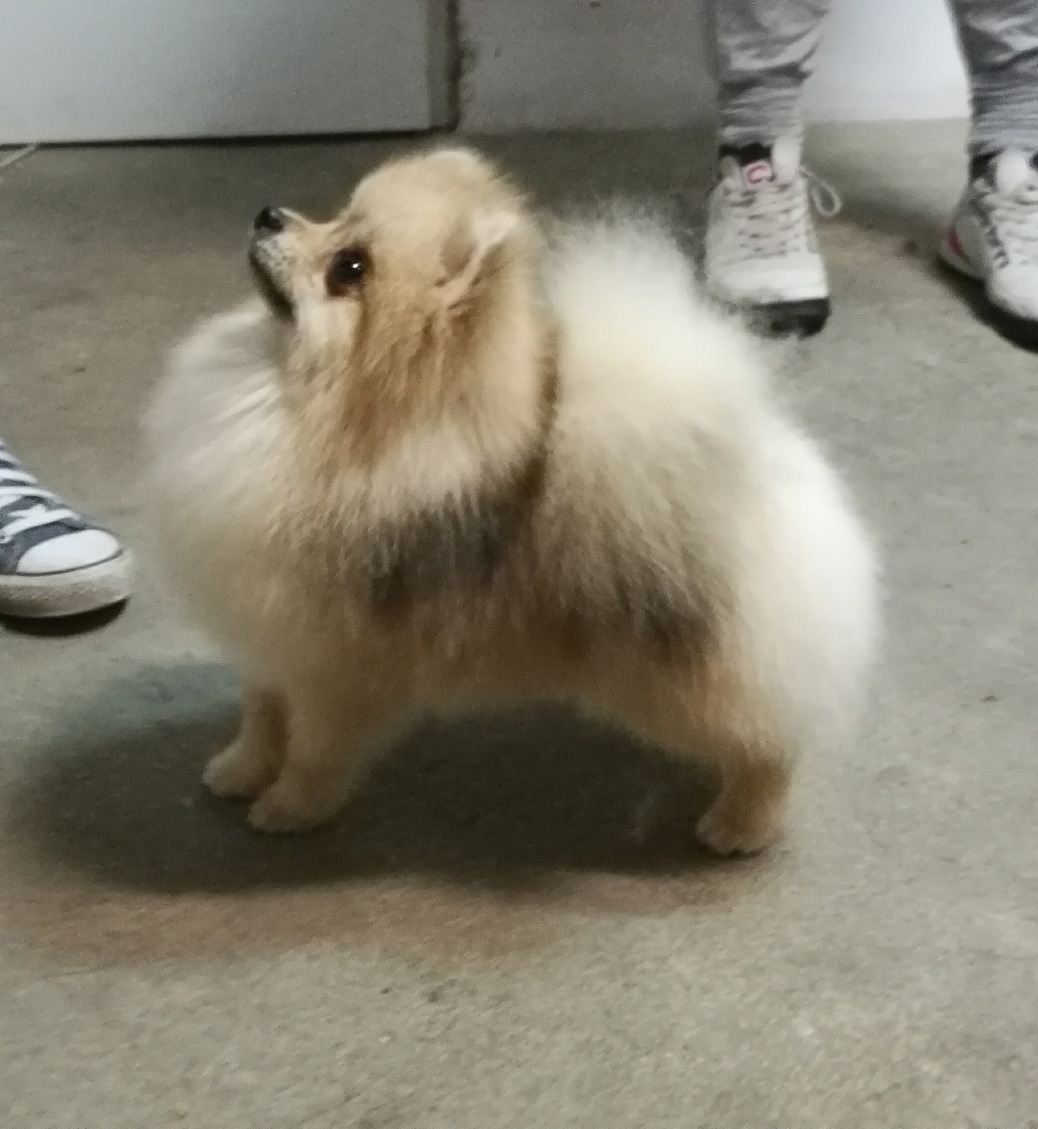 ŁOKIETEK Jan Chi Da Boo